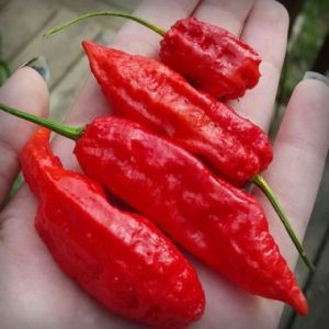 Chillie 'Bhut Jolokai' (Ghost Pepper)