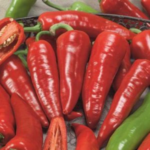 Hot Pepper Giant Ristra F1