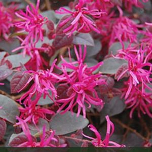 Loropetalum 'Plum Gorgeous®