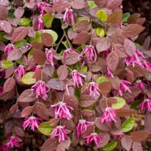 Loropetalum rubrum ‘Razzleberri’ ®