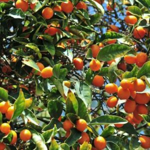 CITRUS Kumquat / SITRUS