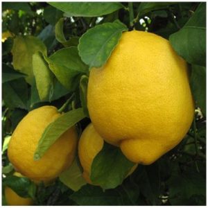CITRUS Lemon / Suurlemoen Eureka