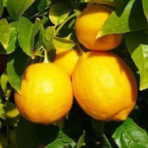 CITRUS Lemon Genoa / SITRUS Suurlemoen Genoa