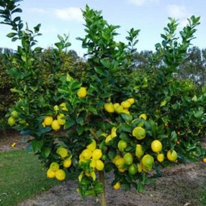 CITRUS Lemon / SITRUS Suurlemoen Eureka