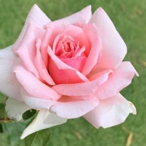 Colette Stella LUDgulfil (P)