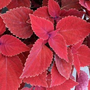 Solenostemon Color Clouds TM ‘Valentine’