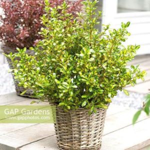 Coprosma Lemon and Lime