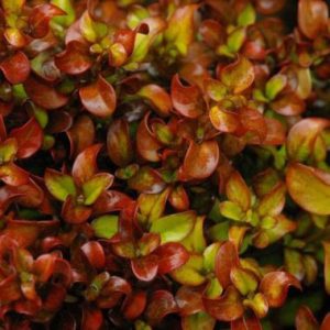 Coprosma repens Pina Colada
