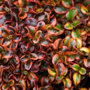 Coprosma repens Tequila Sunrise