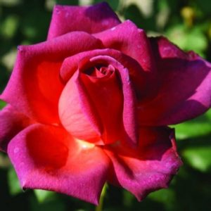 Cordwalles Centenery Rose