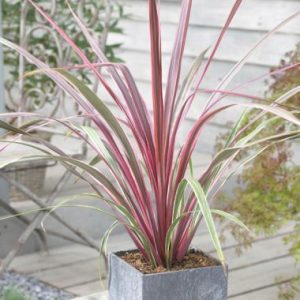 Cordyline australis Can Can