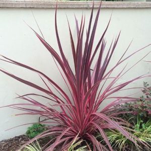 Cordyline Electric Pink TM