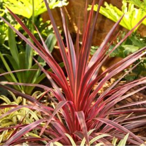 Cordyline australis Sunrise
