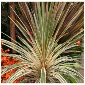Cordyline australis 'Torbay Dazzler'
