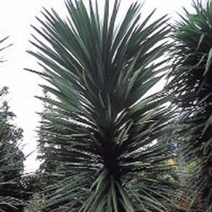Cordyline australis