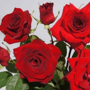 Crimson Velvet Dress LUDgeruk(P