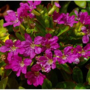 Cuphea Southern Border