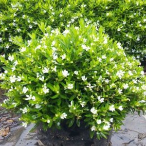 Cuphea mexicana White Wonder