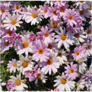 Argyranthemum Go Daisy Elsa Pink