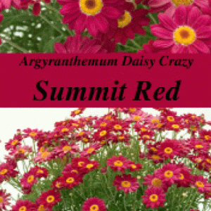 Argyranthemum Daisy Crazy TM Summit Red