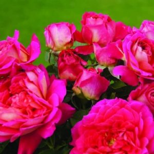 Dancing Ayoba KORtanzay(P)