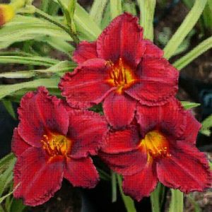 Hemerocallis ‘Seeing Red’