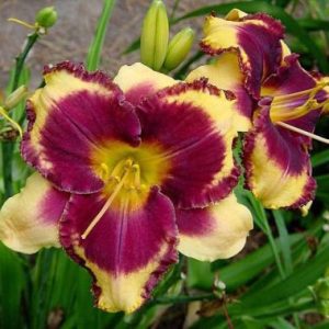 Hemerocallis ‘Eye on America’