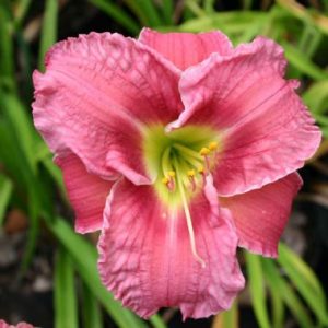 Hemerocallis ‘Indy Frosted Pink’
