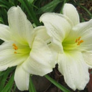 Hemerocallis ‘Moment of Truth’