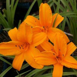 Hemerocallis ‘Orange Prelude’