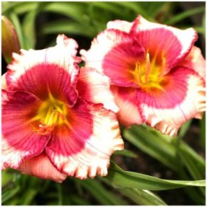 Hemerocallis ‘Dragon’s Eye’ ®