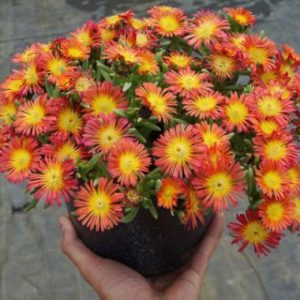 Delosperma Wheels of Wonder Fire Wonder