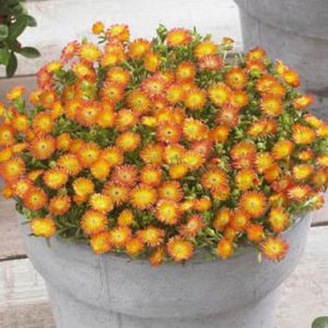 Delosperma Wheels of Wonder Golden Wonder