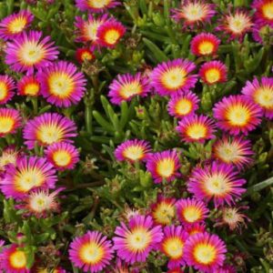 Delosperma Wheels of Wonder Hot Pink