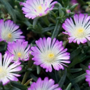 Delosperma Wheels of Wonder Violet Wonder