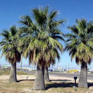 Washingtonia filifera