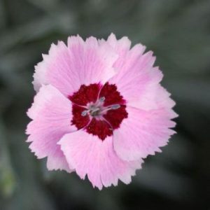 Dianthus Angel of Peace
