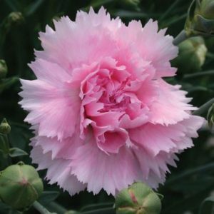 Dianthus Candy Floss ®