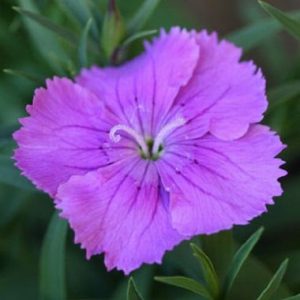 Dianthus 'Malanseuns Blueberry'