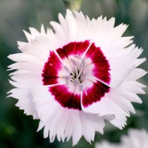 Dianthus Coctails Cherry Daiquiri
