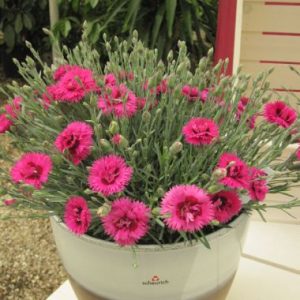 Dianthus Early Bird Sherbet