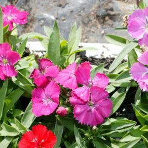 Dianthus 'Malanseuns Mixed'