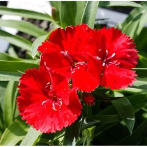 Dianthus 'Malanseuns Scarlet'