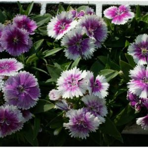 Dianthus ‘Malanseuns Violet Picotee’