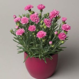 Dianthus Early Bird Sherbet