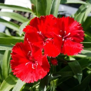 Dianthus 'Malanseuns Scarlet'
