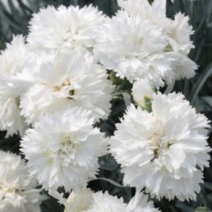 Dianthus Memories