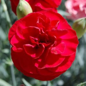 Dianthus  Passion ®