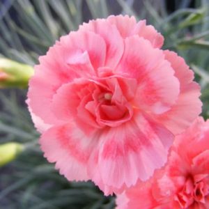 Dianthus Romance ®