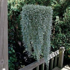 Dichondra argentea 'Silver Falls'